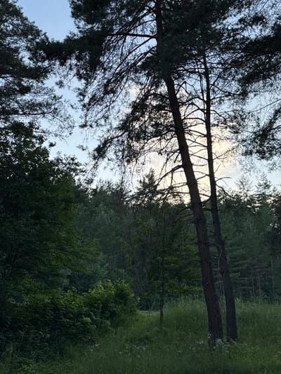 The image depicts a natural landscape with a forest and sky. In the foreground, two tall, dark-barked trees stand angled, their branches silhouetted against a pale sky with soft clouds. To the left, a dense wall of dark green foliage from various trees and bushes dominates the mid-ground, gradually receding into a dense forest of darker green trees in the background. The ground in the immediate foreground is covered with tall, light green grass and scattered small white wildflowers. The sky above is a hazy blue, transitioning to lighter tones near the horizon where the sun appears to be setting or rising, casting a diffused light. The overall scene is one of a serene, natural environment, possibly a forest clearing or the edge of a wooded area. The location is identified as Lisnyky, Ukraine.