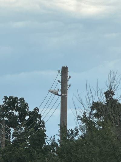 In Gelemenovo, Bulgaria, a concrete utility pole stands amidst a backdrop of overcast skies. The pole is equipped with a street lamp and several insulators supporting overhead wires. Branches of trees, some bare and others with green foliage, flank the pole. The scene is static and devoid of human presence.