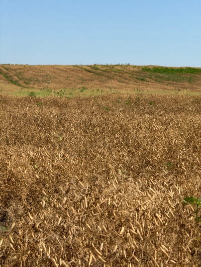This is a vertical, medium-angle shot of a dry, harvested crop field. The field is densely packed with dried stalks and seed pods, mostly in shades of brown and tan, with some lighter yellowish hues. There are a few scattered green leaves and pods visible throughout the field, offering a slight contrast. The field extends towards the horizon, where it meets a gently sloping, dry hillside covered in similar vegetation. Further up the slope, a strip of green vegetation is visible, possibly a different crop or pasture. The sky above is a clear, pale blue. The scene is a rural landscape in Сухой, Russia, with no people or structures visible.