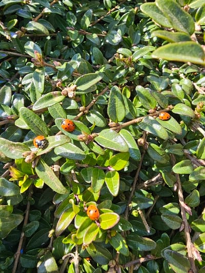The image displays a detailed close-up of green foliage from a shrub or bush, located in Donchevo, Bulgaria. At least five ladybugs (Coccinellidae) are observed resting on the leaves and stems. Each ladybug presents a vibrant orange-red dorsal surface with characteristic black spots. One ladybug is positioned on a leaf in the upper right quadrant. Another is visible on a leaf in the mid-left section. A third rests on a leaf towards the lower center-right. A fourth is located on a leaf in the lower left. A fifth ladybug is partially obscured by foliage near the bottom center. The plant features numerous small, ovate, glossy green leaves and slender brown stems with nascent buds. The scene is illuminated by natural light, casting subtle shadows and highlighting the leaf surfaces. No human figures, artificial structures, or overt interactions between the ladybugs are present.