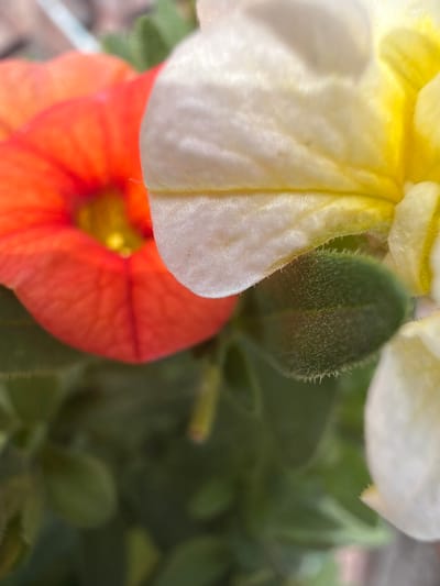 The image is a close-up, macro photograph of two flowers in bloom, likely petunias given their trumpet-like shape. The upper flower is predominantly white with yellow accents near its center, and its petals are delicate and slightly ruffled. Below it, another flower is a vibrant orange-red, also with a trumpet shape and a yellow center. The background is a blur of green foliage, suggesting the flowers are part of a garden or potted plant arrangement. A small, fuzzy, green bud is also visible between the two flowers, hinting at the life cycle of the plants. The lighting appears natural, possibly indicating daylight, and the focus is sharp on the flower petals and bud, with the background softly blurred. There is no text visible in the image. The setting is likely outdoors, given the natural light and plant life. The image conveys a sense of natural beauty and the vibrant colors of spring or summer.