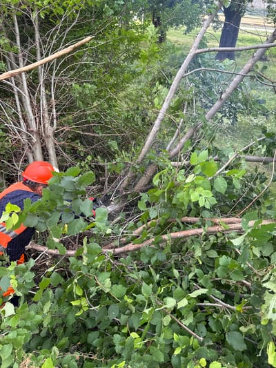 In Kvemo Khvedureti, Georgia, an individual wearing an orange hard hat and a high-visibility orange vest is operating a chainsaw amidst dense foliage and fallen branches. The person is positioned to the left of the frame, partially obscured by leaves. The environment appears to be a wooded area with numerous trees and undergrowth. The chainsaw is actively cutting through a branch, producing sawdust and a visible plume of smoke. The overall scene depicts an outdoor activity involving tree trimming or clearing.