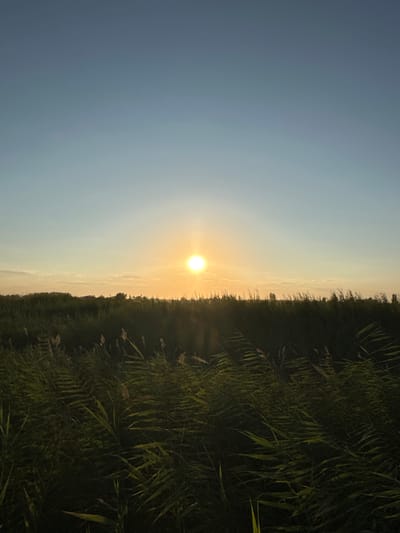 The image depicts a serene sunset over a field of tall grass, likely in or around Batash, Uzbekistan. The sun, a bright, glowing orb, is positioned in the upper center of the frame, casting a warm, golden light across the horizon. The sky transitions from a pale blue at the top to a soft yellow and orange hue near the sun, with a few wispy clouds scattered across it. In the foreground, dense, green reeds and tall grass sway gently, creating a natural, textured foreground. The overall scene is one of tranquility and natural beauty, characteristic of rural landscapes.