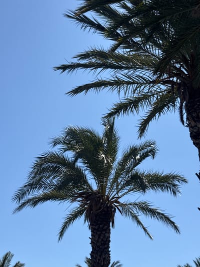 A low-angle, medium shot captures the fronds of multiple palm trees against a clear blue sky. The fronds are dark green and appear dense, with some fronds casting shadows on others. The trunks of the palm trees are visible in the lower portion of the frame and are dark and rough in texture. The scene suggests a sunny day, possibly in a warm climate. The image appears to be taken in Fontana, California, United States of America, based on the prevalence of palm trees in the area and the clear blue sky typical of Southern California. There are no people, animals, or other distinguishing objects in the frame.