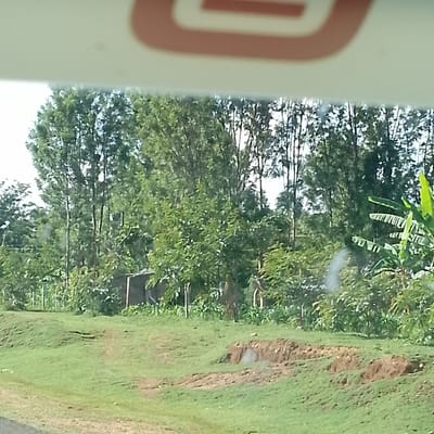 This image depicts a verdant, semi-rural landscape located in Kola ward, Kenya. The foreground features an undulating grassy slope with visible patches of bare reddish-brown earth. Partially obscuring the top of the frame is a blurry, reddish-orange object, indicative of the interior of a vehicle or structure from which the photograph was taken.

In the midground, a dark, rectangular, single-story structure, possibly constructed from earth or wood, is visible amidst dense vegetation. This structure has a dark opening on its visible side. Surrounding the structure and extending across the midground is a variety of plant life, including slender crops resembling corn stalks and broad-leafed plants, possibly banana trees, particularly on the right. A blurred, dark, upright figure is faintly discernible to the right of the central structure, partially obscured by foliage; its specific features and actions are unclear.

The background consists of a dense forest of numerous tall, slender trees with light green canopies, under a bright, overcast or hazy sky. The overall scene is characterized by abundant natural light and a profusion of greenery.
