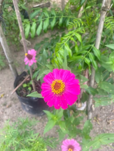 The image depicts a close-up, high-angle view of flowers in a garden setting in Kebonbaru, Indonesia. A bright pink zinnia flower with a yellow center dominates the frame. Other zinnia flowers are visible in the background, one light pink. Green foliage surrounds the flowers. A black plastic pot is partially visible. The ground appears to be soil or gravel. Wooden stakes are around the plants.