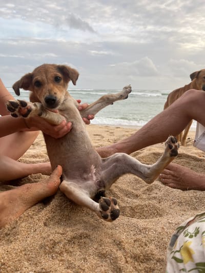 In this beach scene from Batawala, Sri Lanka, a small, light-brown puppy is held upside down by two individuals, its paws playfully kicking in the air. The puppy's belly is exposed, and it looks towards the camera with dark, curious eyes. Sand covers the ground and the feet of the people holding the puppy. In the background, the ocean meets a cloudy sky, suggesting an overcast day. Another dog, possibly an adult, is partially visible in the upper left of the frame, also on the sand. The overall atmosphere is one of lighthearted fun and interaction with the animals on a beach.