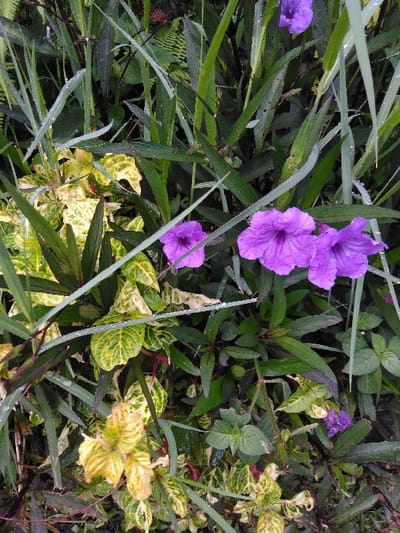 The image displays a dense botanical scene located in Chan-Nua, Laos, characterized by a variety of green foliage interspersed with purple flowers. Three open, trumpet-shaped purple flowers, consistent with *Ruellia simplex*, are prominently featured in the upper-right and central-right areas. A smaller, partially visible purple bloom is present in the lower-right. The vegetation includes numerous slender blades of green grass, several of which exhibit small, clear water droplets. Darker green, broad-leafed plants with some reddish stems are distributed throughout the background and midground. Clusters of distinct green and yellow variegated leaves are notable in the lower-left and mid-left sections. A fern-like plant structure is partially discernible in the upper-left background. The overall scene indicates lush, moist plant growth under natural ambient light.