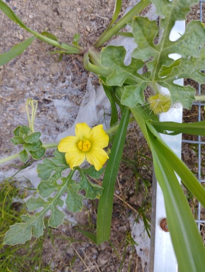 A yellow, five-petaled flower with a yellow stamen is in bloom. The flower is located on a vine with green leaves that are lobed and serrated. A coiled tendril is visible to the left of the flower. The flower and vine are growing in an outdoor environment with dry soil and some green grass. A metal fence is visible to the right of the plant, and a small snail is attached to the fence. The image does not provide information about the location in the city of Hospozín, Czechia.