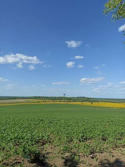 The image depicts a wide expanse of agricultural fields under a bright blue sky dotted with fluffy white clouds. In the foreground, a field of young green plants, likely soybeans, stretches towards the horizon. Behind this, a section of a mature green crop is visible, followed by a field of bright yellow flowers, possibly sunflowers, which extends to a distant line of trees and rolling hills. A solitary electricity pylon stands in the middle ground, silhouetted against the landscape. The scene suggests a rural setting, likely on the outskirts of Pochaiv, Ukraine, given the context. The light indicates it is daytime, and the clear weather suggests a warm, sunny day. No people or animals are present in the frame.