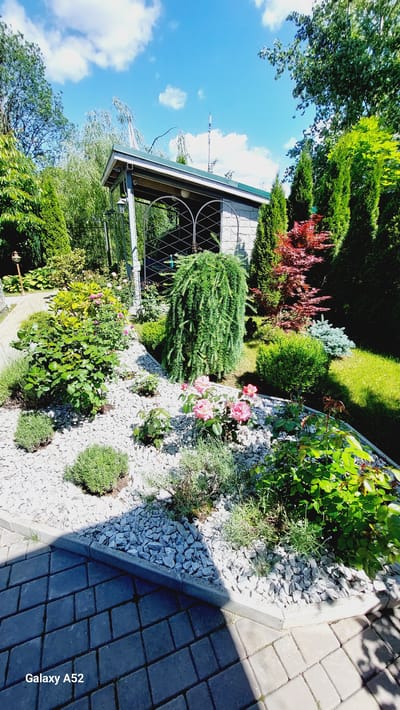 The image shows a well-maintained garden with a variety of plants, flowers, and landscaping features. In the background, there is a gazebo or shelter with a light-colored stone structure and a green roof, supported by metal columns. The gazebo is partially obscured by lush green foliage, including a weeping tree with long, drooping branches. In front of the gazebo, there is a bed of white gravel with various shrubs and rose bushes, some of which are blooming with pink flowers. There are also small, rounded green bushes and lavender plants scattered throughout the gravel bed. The garden is bordered by a paved walkway made of gray interlocking bricks. The sky is blue with scattered white clouds. The scene is set in Zhavoronki, Russia, likely a residential area given the garden's upkeep. There are no people or animals visible in the image. The lighting suggests it is daytime with bright sunlight casting shadows.