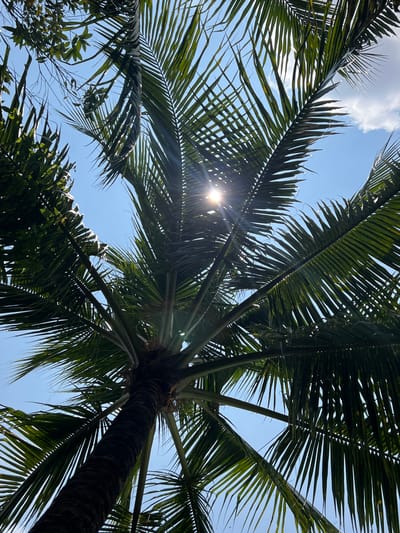 The image is a low-angle shot looking up into a palm tree. The sun is shining through the leaves, creating a bright glare. The trunk of the palm tree is visible on the right side of the image. The sky is blue with some clouds. The location is Tân Thạch, Vietnam.