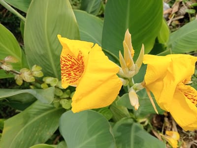 This is a close-up, eye-level photograph of two yellow Canna Lily flowers with red speckles. The flowers are in bloom, with one fully open and the other partially open, showcasing its bright yellow petals and red markings. The large, green leaves of the plant serve as a backdrop, with some dried brown leaves and dirt visible in the background, suggesting an outdoor, natural setting. The lighting is bright, casting subtle shadows and highlighting the texture of the petals. The photograph was taken in Matangben, Indonesia.