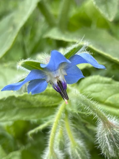 A close-up, eye-level, outdoor, daylight photograph shows a single, vibrant blue borage flower in bloom. The flower's delicate petals are star-shaped, with a prominent, dark purple stamen cluster in the center. The flower is positioned slightly to the left of the frame, with its petals extending towards the left and upwards. The background consists of out-of-focus green leaves and stems, some of which appear hairy. The focus is sharp on the flower, highlighting its intricate details and fuzzy texture. There are no people or animals present in the image. The image was taken in Bad Hersfeld, Germany.