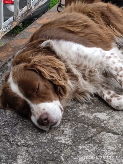 A brown and white dog is sleeping on a concrete surface. The dog is lying on its side, with its head resting on its paws. The dog's eyes are closed, and its mouth is slightly open. The dog's fur is long and wavy, and it is a mix of brown and white. The dog's body is also covered in brown spots. In the background, there is a white metal fence and some green grass. There is also a portion of a vehicle visible, including a red taillight and a tire. The image is taken from a slightly elevated angle, looking down at the dog. The date and time stamp "2026/6/28 17:15" is visible in the bottom right corner. The location is identified as Bakuriani, Georgia.