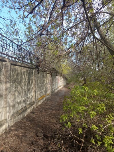 The image, rotated onto its side, captures a long, ascending concrete staircase leading uphill and disappearing into the distance under a canopy of trees. The staircase features distinct textured concrete steps, some of which bear faint, multicolored graffiti or painted markings in yellow, red, blue, and black. A rustic metal railing or fence runs along the left side of the staircase, partially obscured by tree branches.
On both sides of the path, dense vegetation thrives. To the left, branches of large trees, many still bare with only a scattering of delicate light green leaves, frame a clear blue sky with sparse white clouds, indicative of early spring. To the right, a thick growth of bushes and smaller trees, boasting more vibrant green foliage, forms a natural wall alongside a dirt and dry leaf-covered embankment.
No people are present, and no specific activity is taking place, presenting a tranquil, static outdoor scene. The abundant sunlight filtering through the leaves suggests it is daytime with clear, sunny weather. The setting appears to be a natural or semi-natural pathway, possibly on a hillside or within a forested area, located in совхоза "Воронежский", Russia. The scene conveys a sense of peacefulness and a journey through an overgrown natural corridor.