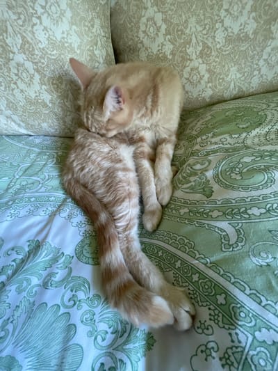 A ginger cat is curled up on a bed with green and white patterned sheets. The cat is facing away from the camera, with its head tucked into its body. Its tail is long and striped, and it is wrapped around its body. The cat appears to be sleeping or grooming. The bed is in a room with light colored walls and a patterned pillow. The location is stated to be in the city of Korotikha, Russia, however this is not visually verifiable from the image.