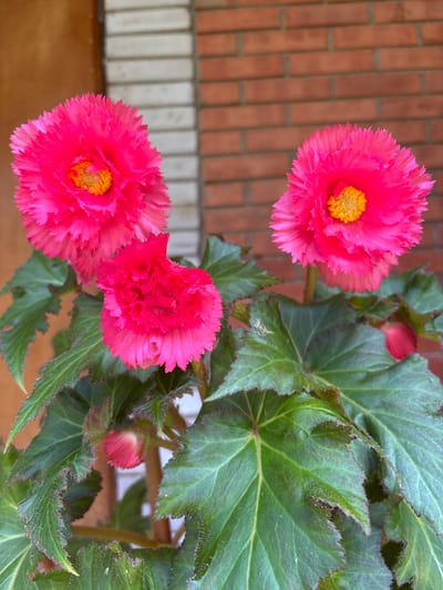 The image is a close-up, eye-level shot of several vibrant pink begonia flowers and their lush green leaves. The flowers are double-petaled and ruffled, with bright yellow centers. Some buds are also visible amongst the foliage. The background is softly blurred, showing a section of a brick wall and a wooden surface, suggesting an outdoor setting. There are no people or animals in the image. The lighting is bright, highlighting the textures and colors of the plants. The location is not specified in the image, and therefore cannot be determined.