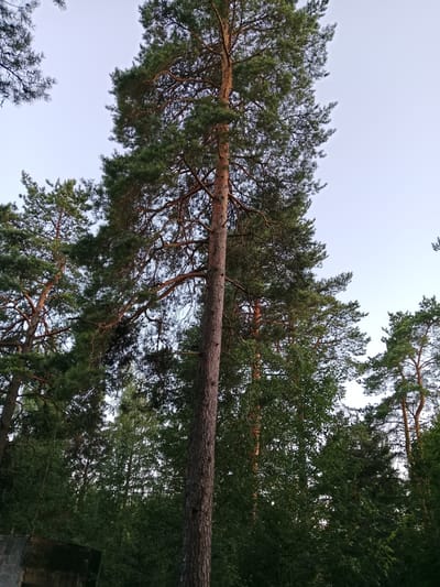 A low-angle shot captures a tall, mature pine tree dominating the center of the frame, its textured bark a deep brown. The tree's branches, laden with green needles, extend upwards and outwards, interspersed with thinner, darker branches. Behind the central pine, a dense forest of various trees creates a textured backdrop of greens and browns. The sky above is a pale, clear blue, with a hint of twilight. In the lower left corner, a dark, partially visible structure, possibly concrete or stone, grounds the scene. The environment appears to be a natural woodland area, characteristic of the region around Pesochnoe, Russia.