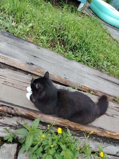 A black and white cat is lying on weathered wooden planks, with its tail pointing to the right. The cat is resting its head on its paws, which are white. Green grass and yellow wildflowers are visible in the foreground and background. In the far upper right corner, a section of a teal inflatable pool is visible. The scene is outdoors, likely in a backyard or garden area in Zlatoustovsk, Russia, suggested by the presence of the cat, flora, and the style of construction.