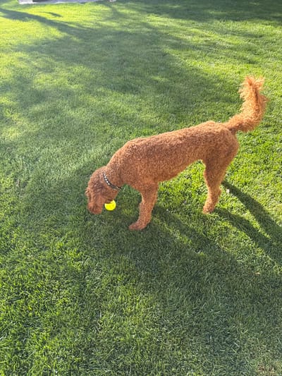 A single reddish-brown, curly-coated dog, identified as a possible Goldendoodle or Poodle, is positioned on a vibrant green grass lawn in Chula Vista, United States of America. The dog wears a black collar adorned with silver studs. Its head is lowered to the ground, engaging with a bright yellow tennis ball held near its muzzle, suggesting an action of sniffing or mouthing the ball. The scene is outdoors and well-lit by direct sunlight, casting distinct shadows across the grass. The background consists solely of more green grass, with faint, elongated shadows from unseen overhead or distant objects.