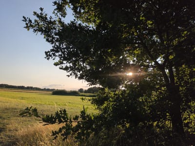 The image depicts a sun-drenched meadow in Brielow, Germany, on a clear day. In the foreground, a dark silhouette of a large tree with dense foliage frames the right side of the scene. The sun is visible, peeking through the leaves, casting bright rays and lens flare across the image. Beyond the tree, a vast, green field stretches out, with some dry, golden grass in the lower left corner. In the distance, a line of dark trees forms the horizon, beneath a pale blue sky. The overall impression is one of a serene rural landscape bathed in the warm light of the sun.