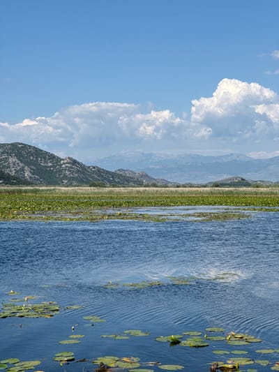 The image captures a scene in Dodoši, Montenegro, featuring a body of water (possibly a lake or river) with lily pads scattered across its surface on the right side. The water has a rippled texture, suggesting movement or wind. A strip of green vegetation separates the water from the land. In the background, there are layered mountain ranges under a blue sky with white, puffy clouds on the left side. The overall impression is one of a natural landscape with a mix of water, vegetation, mountains, and sky. The image is oriented vertically.