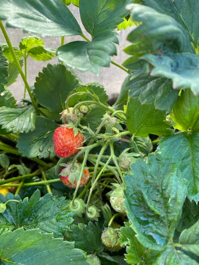 A close-up shot of a strawberry plant shows several ripe and unripe strawberries amidst lush green leaves. One ripe strawberry, a vibrant red with visible seeds, hangs prominently in the center of the frame. Below it, another partially ripe strawberry displays a reddish hue. Several unripe green strawberries, with their characteristic caps, are scattered around. Water droplets cling to the leaves, suggesting recent rain or watering. The background is blurred, with hints of green foliage and possibly a greenhouse structure. The scene is devoid of human presence and is set outdoors in a natural environment. There is no information in the image to indicate its location in the city of Qarqaraly, Kazakhstan.