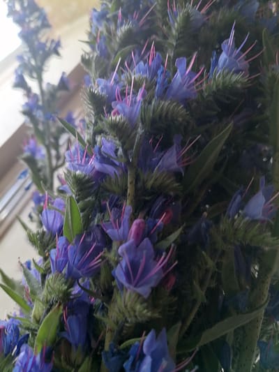 A close-up, slightly out-of-focus shot captures a bouquet of vibrantly colored blue flowers with delicate pink stamens. The flowers are tightly clustered, with some individual blooms clearly visible and others blurred in the background. Green, spiky foliage surrounds the flowers, adding texture and depth to the composition. The lighting suggests an indoor setting, possibly near a window, with a soft, diffused light illuminating the scene. The overall impression is one of natural beauty and a touch of rustic charm.