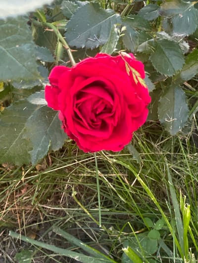 The image shows a close-up, top-down view of a vibrant red rose in bloom. The rose is the central subject, with its petals tightly furled and layered in a classic rose formation. It is positioned slightly to the left of the frame. The rose sits amidst lush green foliage and stems, some of which are thorny. The background consists of dry, straw-like grass and some patches of darker soil. The lighting suggests it is daytime, with sunlight illuminating the rose and casting soft shadows. The scene appears to be an outdoor garden or natural setting. There are no people or animals visible in the image. The location is Uhornyky, Ukraine.