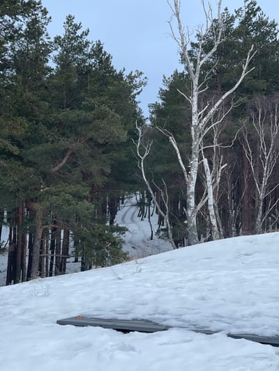 The image displays a winter scene in Morskoe, Russia, characterized by a snow-covered environment under an overcast sky. In the immediate foreground, a snow-laden slope rises, partially revealing a dark, rectangular object, possibly a utility access panel or structure lid, with small, light-colored fragments resting on its surface. Beyond this slope, a dense forest extends into the mid-ground and background. The left and central portions of the forest are dominated by numerous tall coniferous trees, predominantly pines with dark green foliage. The right side of the forest features several deciduous trees, most notably birches with distinctive white bark and bare branches. A prominent, mostly bare birch tree stands in the mid-right. A snow-covered, unpaved track or road, showing clear vehicle tire impressions, winds uphill into the forest in the mid-ground. No people or animals are present.