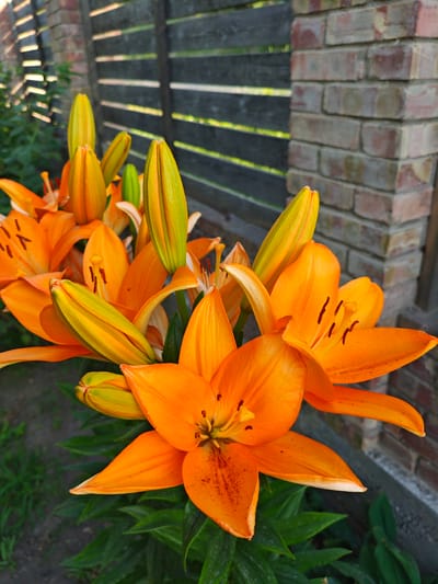 A cluster of vibrant orange lilies with prominent stamen and pistils are in full bloom. Several buds, partially open and displaying a gradient from green to yellow-orange, are interspersed among the fully opened flowers. The lilies are set against a blurred background featuring a rustic wooden fence with horizontal slats and a brick pillar. The lighting suggests it is daytime, with sunlight casting shadows and highlighting the textures of the petals and the fence. The setting appears to be a garden or yard, with hints of green foliage and soil visible at the bottom of the frame. The image evokes a sense of natural beauty and the warmth of summer.