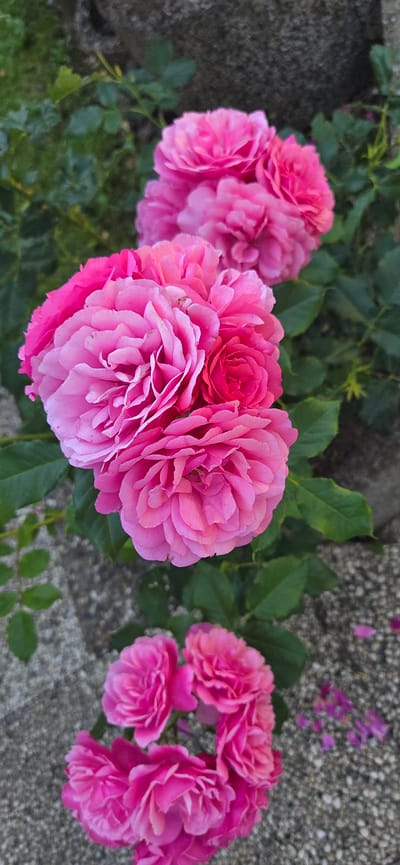 This media file is a close-up, eye-level, horizontal shot of a cluster of bright pink roses. The roses are in various stages of bloom, with some fully open and others more tightly budded. Their petals are ruffled and layered, creating a soft, velvety texture. Green leaves are interspersed among the flowers, providing a lush backdrop.
To the right of the roses, a patch of grey, textured ground is visible, likely a pathway or patio. Scattered across this ground are small, faded pink petals, suggesting the roses may have recently shed some of their blooms. In the upper right corner of the frame, a few small, out-of-focus purple flowers are present, adding a subtle contrast in color. The lighting appears to be natural daylight, casting soft shadows and highlighting the vibrant colors of the roses. The overall impression is one of natural beauty and tranquility, likely captured outdoors in a garden or park setting. No people or text are visible in the image. The location context is Manderbach, Germany.