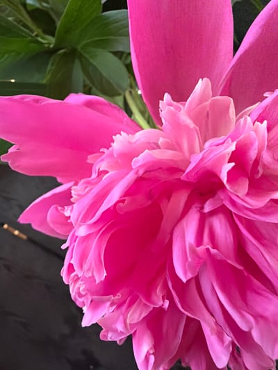 This media file is a close-up, eye-level, outdoor shot of a vibrant pink peony flower. The flower is in full bloom, with layers of delicate, ruffled petals that fill most of the frame. The lighting suggests it is daytime, with soft illumination highlighting the texture and folds of the petals. To the left of the flower, there are several dark green leaves, providing a natural contrast to the bright pink of the bloom. The background is out of focus and appears to be a dark, textured surface, possibly wood, with some faint reflections or light sources visible. There is no text present in the image. The overall mood is one of natural beauty and tranquility, focusing on the intricate details of the flower. The location context provided, Aespa, Estonia, suggests a natural or garden setting. No people or specific events are depicted.
