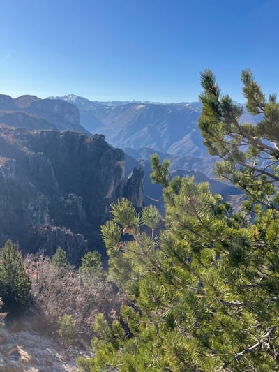 The image displays a panoramic mountainous landscape on a clear, sunny day, located in the vicinity of Klobuk, Bosnia and Herzegovina. The foreground features a vibrant green pine branch with needles and visible pine cones, positioned on the right side of the frame and illuminated by direct sunlight. Below and to the left of the pine branch, a steep, rocky ravine or valley descends, characterized by dark, weathered rock formations and cliffs. Some prominent, slender rock spires are visible in the mid-ground. Further down the slope, sparse vegetation includes evergreen trees and bare deciduous trees. In the mid-ground and background, multiple layers of mountains extend into the distance, appearing progressively bluer due to atmospheric haze. The furthest mountains in the background exhibit patches of snow on their peaks. The sky above is a clear, brilliant blue with no clouds, though a faint white contrail is discernible in the upper left quadrant. No human subjects, actions, or distinct man-made objects are present.