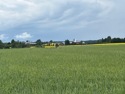 An outdoor, wide-angle shot captures a verdant agricultural landscape under a cloudy sky in Anglininkai, Lithuania. In the foreground, a vast field of tall, green grass stretches towards the horizon. Beyond this field, a line of trees partially obscures a cluster of farm buildings, including silos and structures with red and yellow roofs. A narrow strip of bright yellow flowers is visible between the green field and the trees. The sky is filled with dramatic, grey clouds, with patches of lighter sky suggesting intermittent sunlight. The overall scene depicts a rural, possibly agricultural setting in the summer.