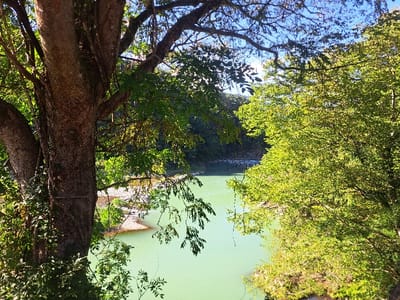 The image displays a natural landscape featuring a river and dense vegetation, situated in the city of Shirakawa, Japan. In the immediate foreground on the left, the textured trunk and branches of a large deciduous tree are prominent, partially obscured by climbing vines and smaller green leaves. To the right, numerous vibrant green trees with abundant foliage populate the mid-ground, with some branches extending into the upper frame. Between these foreground elements, a wide river with calm, pale green water flows, indicating a bend. A section of light-colored, rocky riverbank or a small gravel island is visible on the far side of the river. Distant forested terrain in darker green hues lines the river beyond. The upper portion of the scene reveals a clear blue sky with scattered wispy white clouds. The entire scene is illuminated by bright natural sunlight, creating highlights on the foliage. No human subjects or man-made structures are present.