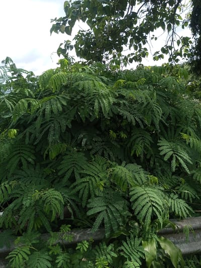 Lush green foliage fills the frame, featuring feathery, pinnate leaves densely packed together. A canopy of larger, broader leaves is visible above, partially obscuring the sky. The vegetation appears overgrown and wild, with a concrete barrier subtly present at the bottom edge, suggesting a roadside scene. The lighting is diffuse, creating a soft and verdant atmosphere.
