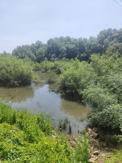 A muddy body of water is surrounded by dense green foliage. The water appears still and reflects the overcast sky and the surrounding trees. The banks of the water are lined with tall green grass and some scattered yellow wildflowers. In the distance, a thick line of trees forms the horizon. The scene suggests a natural, possibly undeveloped area within or on the outskirts of Priobskiy, Russia.