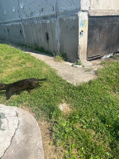 A black cat is walking on a patch of grass in front of a concrete building in Posyolok Imeni Morozova, Russia. The building appears to be a functional structure with a textured, light-colored facade on its upper portion, and a rough, grey concrete base. There is a large, dark, metal door or gate on the right side of the building. The ground in front of the building is covered with green grass, interspersed with small white clover flowers and some dry, brown grass. A concrete pathway or curb is visible in the foreground on the left. The lighting suggests it is daytime, with the sun casting shadows.