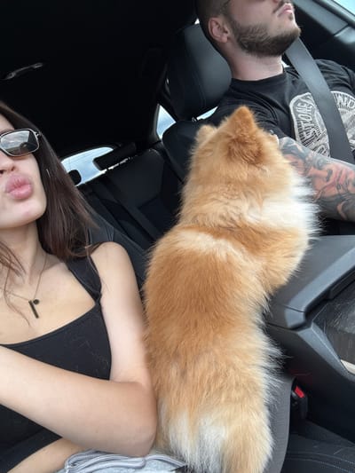 This is an interior shot of a car. In the foreground, a woman is wearing sunglasses and a black tank top, with her arm crossed and a necklace. She is puckering her lips. A light brown fluffy dog is in the center of the frame, leaning forward. In the background, a man with a beard and tattoos is driving, wearing a black t-shirt. The car's interior is dark, with black leather seats. The scene is set on a sunny day, with the sky visible through the car windows. There is no indication of the city of Yazdach, Bulgaria.