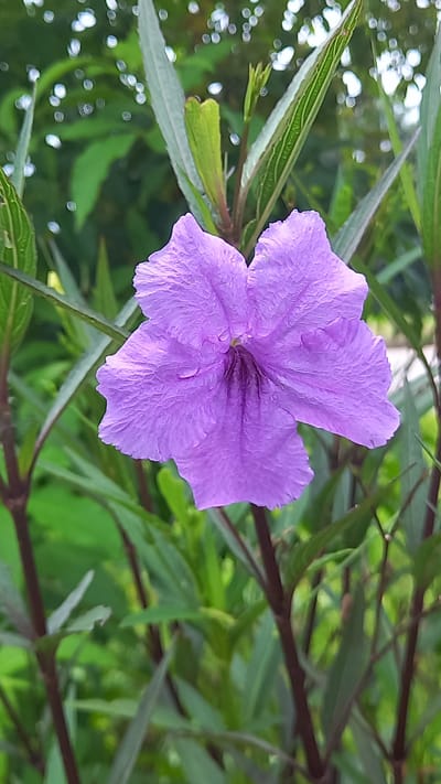 A medium close-up captures a purple flower, possibly a Ruellia simplex, in full bloom. The flower is the focal point, positioned slightly off-center in the image. Its five petals display a delicate texture, with subtle gradations of light and shadow indicating slight moisture, possibly from dew or recent rain. The background consists of green foliage with a mixture of leaves and stems that are slightly out of focus. This suggests an outdoor environment, possibly a garden or natural area. The presence of plant life indicates a natural setting. The location being Ao Luek, Thailand, is inferred but not visually evident in the image itself.