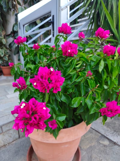 A close-up, eye-level shot showcases a vibrant potted bougainvillea plant overflowing with bright fuchsia-colored bracts and lush green leaves. The bougainvillea is in a terra cotta pot, which sits on a gray, textured surface, likely a patio or walkway. In the background, a white modern fence or gate with diagonal slats is visible, partially obscured by the plant and a tall, slender green plant to its right. To the left, a portion of another potted plant with variegated leaves and a terra cotta pot can be seen. The setting suggests an outdoor space, possibly a garden or balcony, in a Mediterranean climate. The lighting appears to be natural daylight, casting soft shadows and highlighting the rich colors of the flowers and foliage. No people are visible, and no text is present in the image. The overall impression is one of natural beauty and a well-maintained outdoor environment.