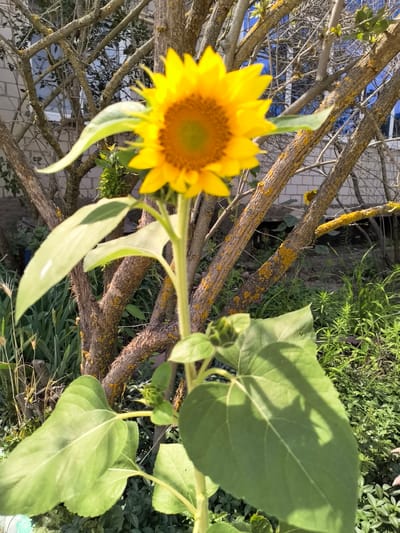 A close-up shot features a blooming sunflower, its vibrant yellow petals and dark center dominating the frame. The sunflower stands tall on a green stalk, with large, textured green leaves extending from its sides. In the background, a gnarled tree with textured bark, adorned with patches of yellow lichen, branches out. Beyond the tree, a white brick building with windows is partially visible. The ground beneath is covered with lush green foliage, and the overall scene is bathed in bright sunlight. The image appears to be taken in Veshenskaya, Russia, a location known for its picturesque rural landscapes and historical significance.