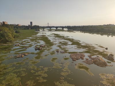 A wide-angle, horizontal, eye-level shot captures the Guadiana River in Badajoz, Spain, during late afternoon. The sky is a pale, hazy yellow-white, suggesting either sunrise or sunset. The river's surface is mostly calm, reflecting the sky and the surrounding landscape. A dense covering of water lilies floats on the water, creating patches of green. Several large, light-brown rocks are scattered across the foreground and mid-ground of the river. In the background, a modern cable-stayed bridge spans the river, with multiple arched bridges further in the distance. Along the riverbanks, trees and some buildings are visible, including a tall, slender skyscraper. The overall impression is one of a tranquil urban river scene bathed in soft, diffused light.
