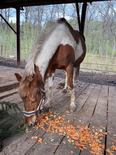 An image captures a piebald horse, predominantly brown with large white patches on its body, neck, and a flowing white mane and tail, standing on a wooden plank floor. The horse wears a grey and white halter/bridle and has its head lowered, actively eating from the ground.
Strewn across the wooden floor around the horse's muzzle are numerous food scraps, primarily orange carrot peels and lighter-colored potato or parsnip peels, some showing small sprouts. Nearby, several green fir or pine branches are also visible, with the horse seemingly nibbling on some green foliage.
The setting appears to be an outdoor sheltered area, possibly part of a barn or stable. Overhead, dark metal or wooden beams of a structure are visible. Beyond the wooden platform, the ground transitions to a darker, possibly muddy or dirt path. The background features a dense growth of trees, some still bare-branched indicating late winter or early spring, while others show vibrant light green foliage, suggesting new growth. A metal fence or gate is also discernible within the background greenery.
The scene is illuminated by natural daylight, suggesting it is daytime. No people are visible, and the horse appears calm and focused on its meal. There is no discernible text within the image. The overall impression is one of a horse enjoying a treat in an outdoor, semi-sheltered environment, consistent with a rural or farm setting, such as the provided context of Sanatoriya Yumatovo Imeni 15-Letiya Bassr, Russia.