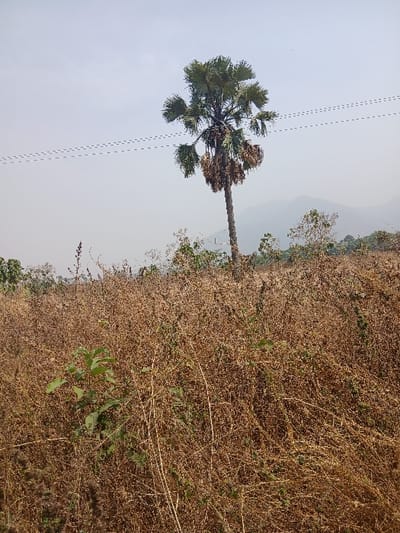 The image depicts an outdoor, rural or semi-rural scene in Nandu, Nigeria, under a hazy, bright sky. The foreground is dominated by a dense field of dry, brown vegetation, appearing as tall grasses or withered plants. Scattered throughout this brown field are sparse instances of green foliage, most notably a small plant with several green leaves in the lower-left quadrant. In the midground, a single tall palm tree stands prominently, characterized by a slender trunk, a canopy of fan-shaped green fronds, and numerous clusters of dried, brown fronds or fruit hanging below the main canopy. Across the upper-left portion of the sky, two parallel dashed lines, consistent with power or communication lines, are visible. The background features faint, indistinct outlines of hills or mountains beneath the hazy sky. No people, animals, or artificial structures other than the presumed power lines are visible.