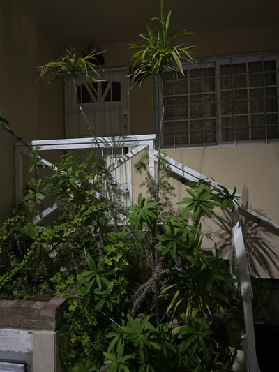 A building with white framed windows and a white metal structure overgrown with lush green plants. The plants display a variety of leaf shapes and sizes, some with long, spiky leaves and others with rounded leaves in clusters. Dark shadows cast by the plant life suggest a nighttime setting or low lighting. The structure appears to be an arbor or support for the vegetation.