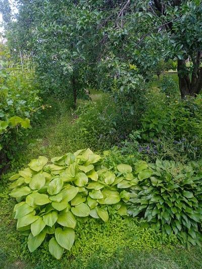 This image depicts a lush garden scene in Karnaukhivka, Ukraine. In the foreground, two varieties of hosta plants are prominently displayed. The hosta on the left features large, vibrant lime-green leaves, while the hosta on the right has smaller, darker green leaves. These hosta plants are surrounded by a carpet of smaller, bright green ground cover.
Behind the hosta plants, the garden transitions into a more wild and overgrown area. A pathway, partially obscured by greenery, leads into the background. Various other plants, including tall grasses, leafy bushes, and some with small purple flowers, fill the midground and background. A mature tree with a thick trunk and abundant green foliage stands on the right side of the image, its branches reaching over the garden. The overall impression is one of a vibrant and somewhat untamed natural space. There are no people or animals visible in the image.