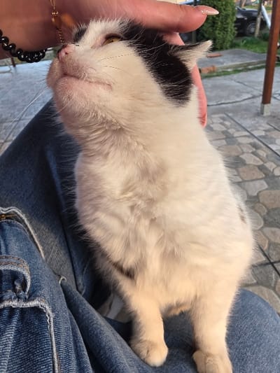 A black and white tuxedo cat is depicted sitting on the lap of an individual wearing blue denim jeans. A human hand, featuring a gold chain bracelet with dark beads and manicured nails, strokes the cat's head and neck. The cat has amber eyes, prominent white whiskers, and is looking upwards with its head tilted back and mouth slightly open, indicating a relaxed state. The environment is an outdoor patio or garden area with light-colored, irregularly paved ground tiles. Green vegetation and the partial view of a dark vehicle are visible in the background, alongside a wooden post and metal support structure. This scene occurs in Staliyska mahala, Bulgaria.